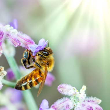 Bal arısı polen toplama tesisi