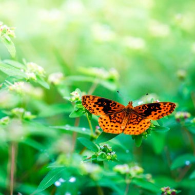 Bitki üzerinde güzel turuncu kelebek