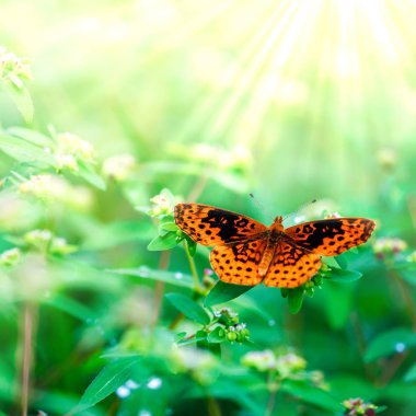 Bitki üzerinde güzel turuncu kelebek