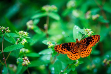 Bitki üzerinde güzel turuncu kelebek