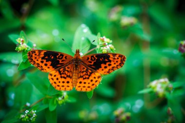 Bitki üzerinde güzel turuncu kelebek