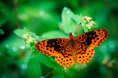 Bitki üzerinde güzel turuncu kelebek