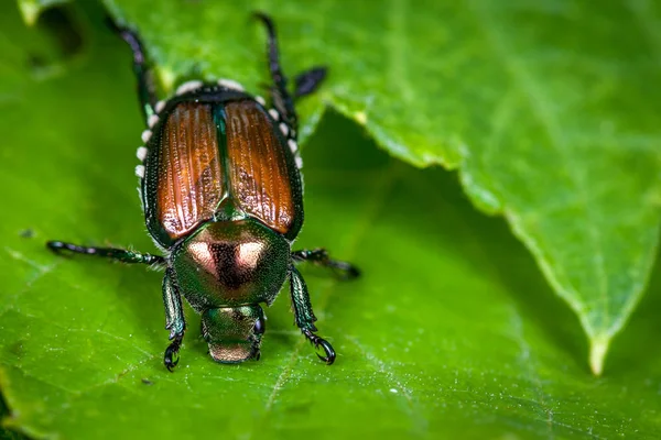 Japanischer Käfer Frisst Himbeerblätter — Stockfoto