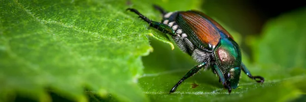 Japanischer Käfer Frisst Himbeerblätter — Stockfoto