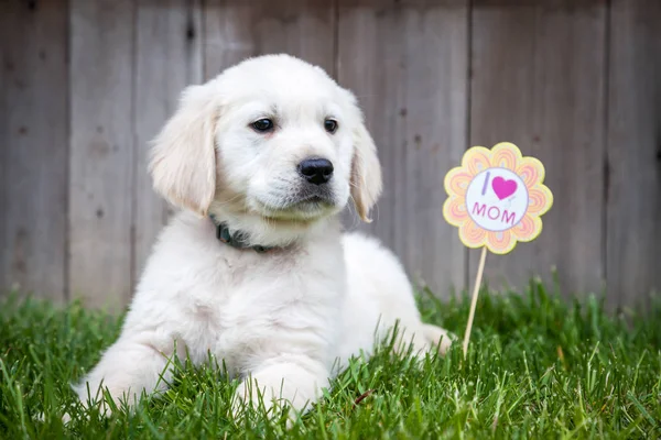 Cute Golden Retriever Puppy — Stock Photo, Image