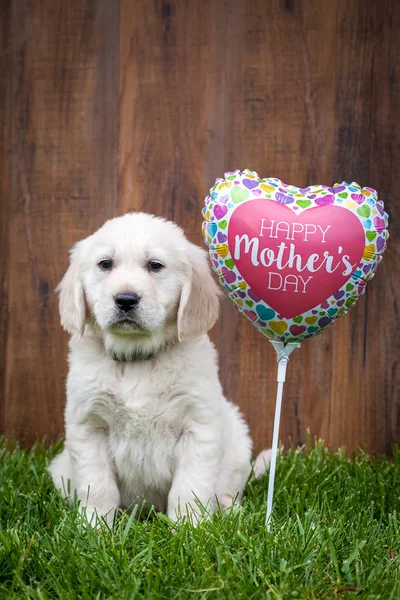 Cute Golden Retriever Puppy — Stock Photo, Image