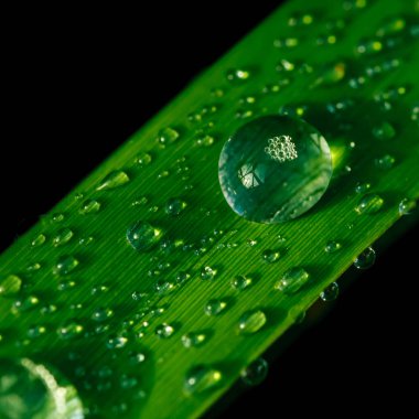 çimenlerin üzerinde Su damlacıkları