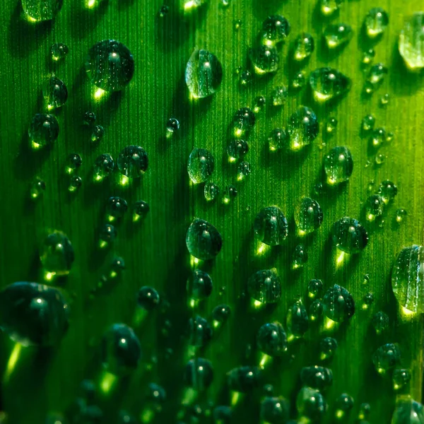 Water Droplets Grass — Stock Photo, Image