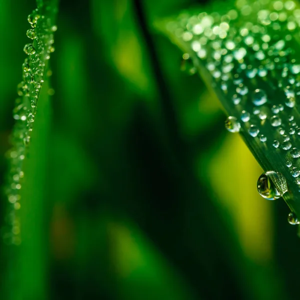 Gouttelettes Eau Sur Herbe — Photo