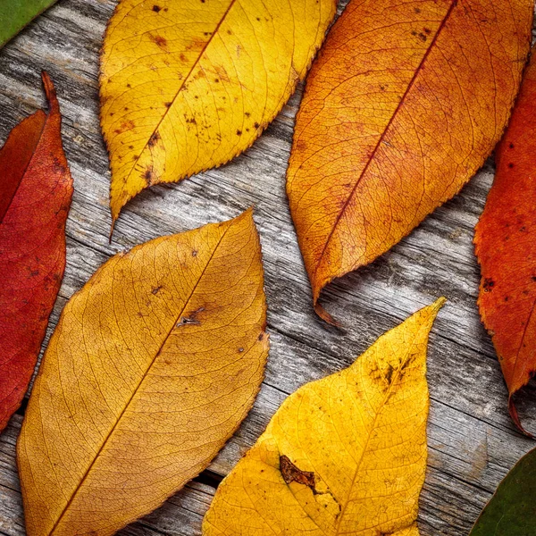 Foglie Autunnali Colorate Sfondo Legno — Foto Stock