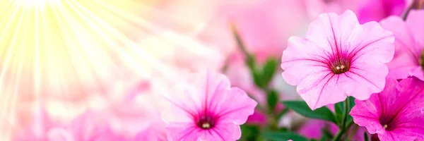 Petunia Kwiaty Sunrays — Zdjęcie stockowe