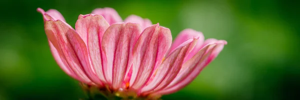 Pretty Blooming Zinnia Flower — Stock Photo, Image