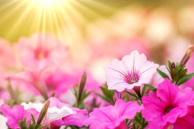 Sunrays ile Petunia Çiçekler