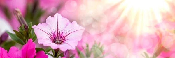 Petunia Kwiaty Sunrays — Zdjęcie stockowe