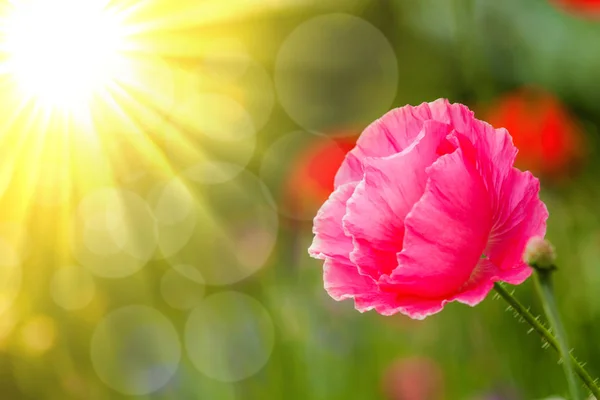 Piękny Różowy Mak Lecie — Zdjęcie stockowe