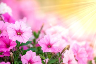 Sunrays ile Petunia Çiçekler