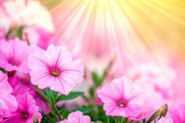 Sunrays ile Petunia Çiçekler