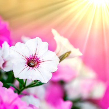 Sunrays ile Petunia Çiçekler