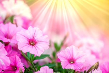 Sunrays ile Petunia Çiçekler