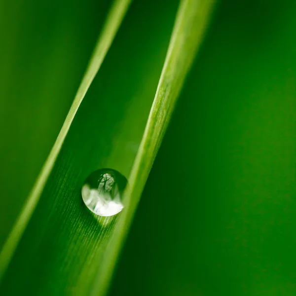 Gouttelettes Eau Sur Une Feuille — Photo