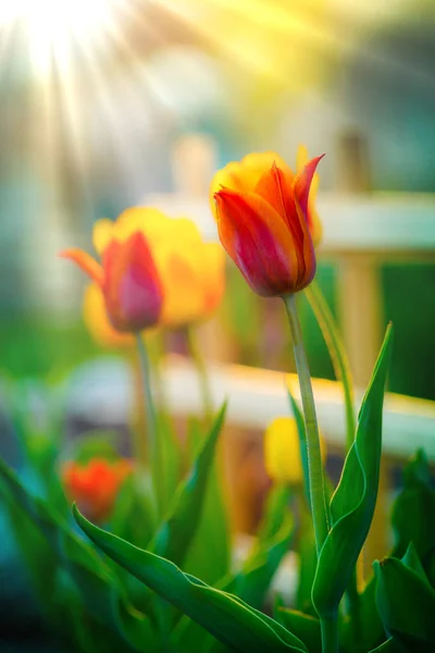 Całkiem Świeże Kolorowe Tulipany — Zdjęcie stockowe