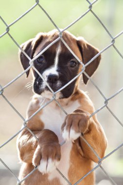 Bir chainlink çit arkasında kahverengi ve beyaz köpek yavrusu.