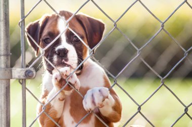 Bir chainlink çit arkasında kahverengi ve beyaz köpek yavrusu.