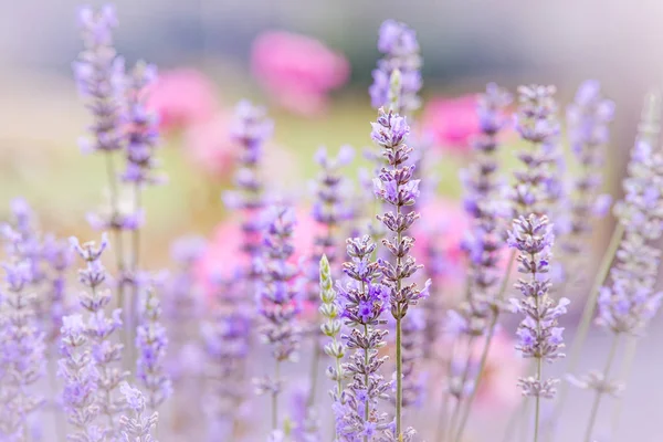 Pretty lavender with pink roses in the background.