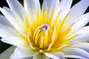 Havuzda güzel nilüfer çiçekleri