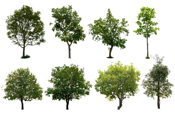 Izolowane Drzewo Ustawić Białe Tło — Zdjęcie stockowe