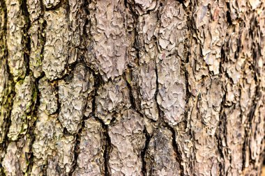 Yakın kahverengi ahşap arkaplan