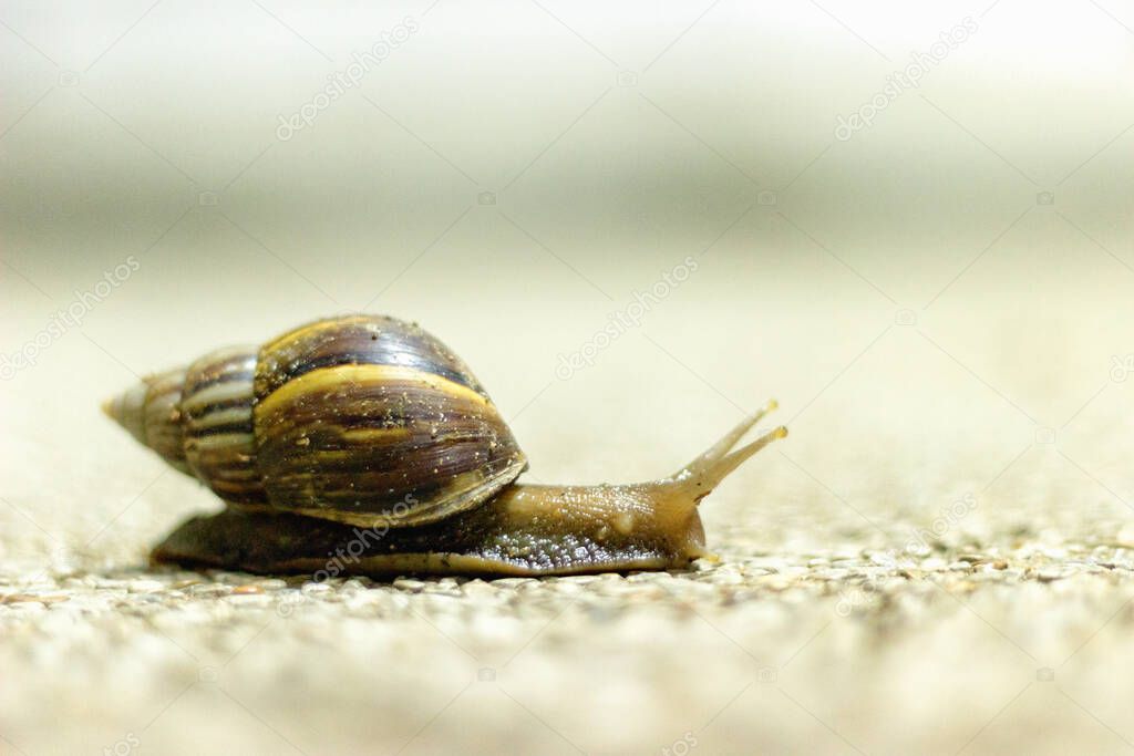 Snail walking on the floor.