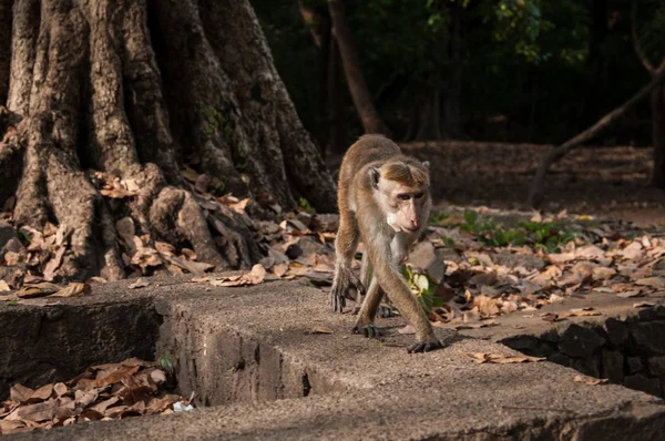 스리랑카에 있는 원숭이 — 스톡 사진