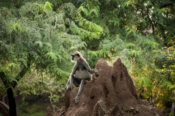 Singe dans sri lanka — Photo