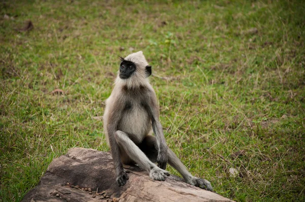 Mono en sri lanka — Foto de Stock