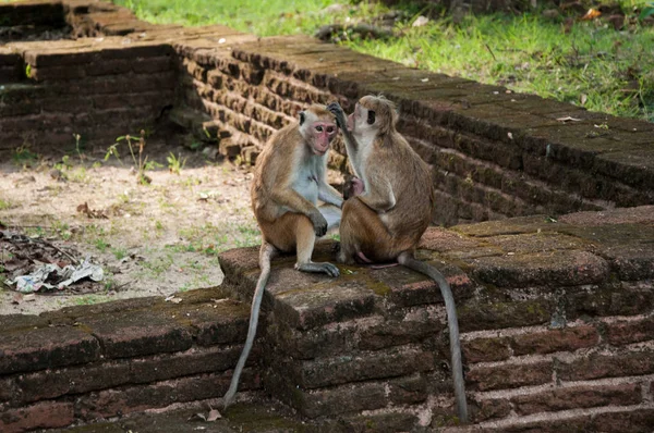 Monkey in Sri Lanka — Stock Photo, Image