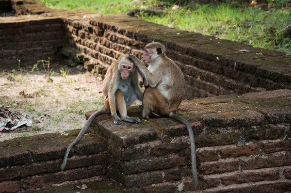 Singe dans sri lanka — Photo