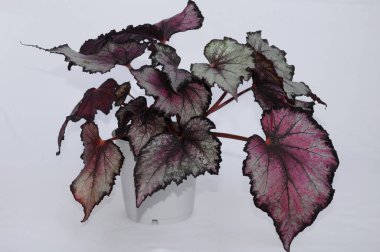 beyaz bir arka plan üzerinde begonya rex