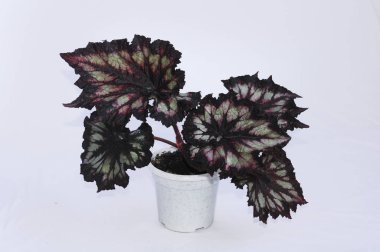 beyaz bir arka plan üzerinde begonya rex