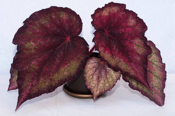 begonia rex on a white background