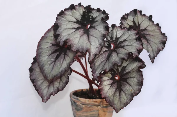 Begonia rex on a white background — Stock Photo, Image