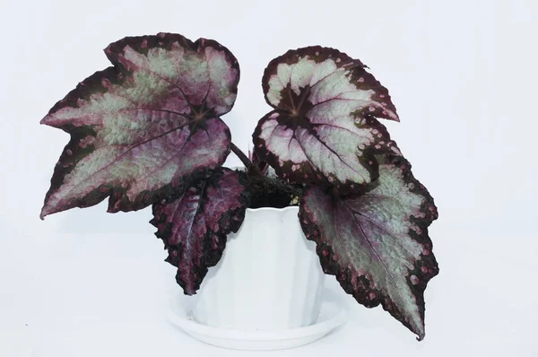 Begonia rex on a white background — Stock Photo, Image