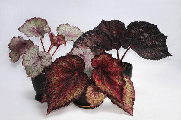 begonia rex on a white background