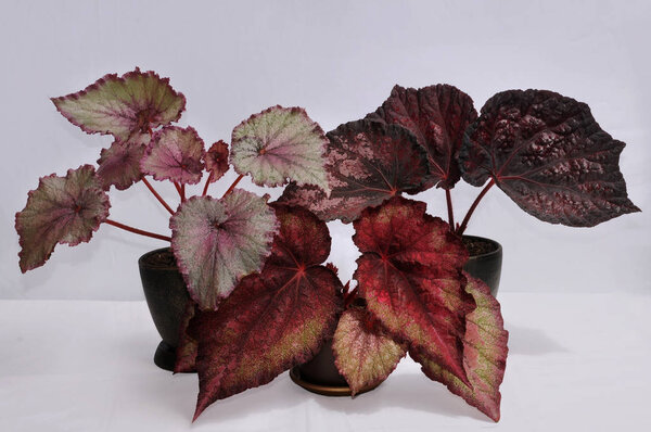 begonia rex on a white background