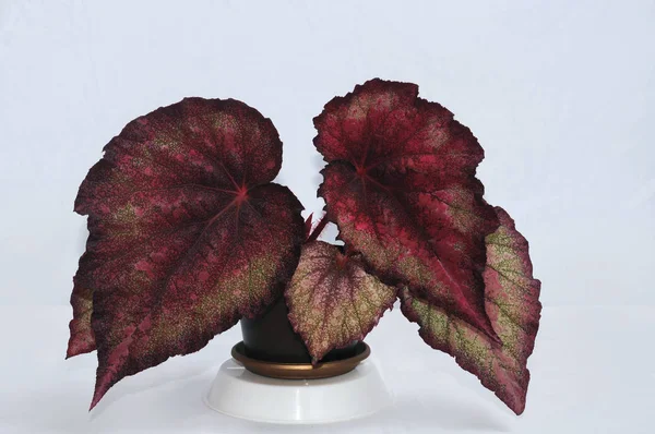 Begonia rex on a white background — Stock Photo, Image