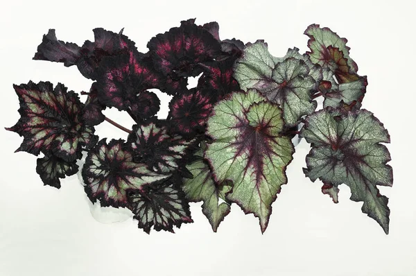 Begonia rex on a white background — Stock Photo, Image