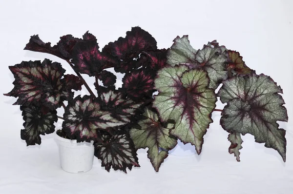 Fotos de Begonia rex, Imagens de Begonia rex sem royalties | Depositphotos