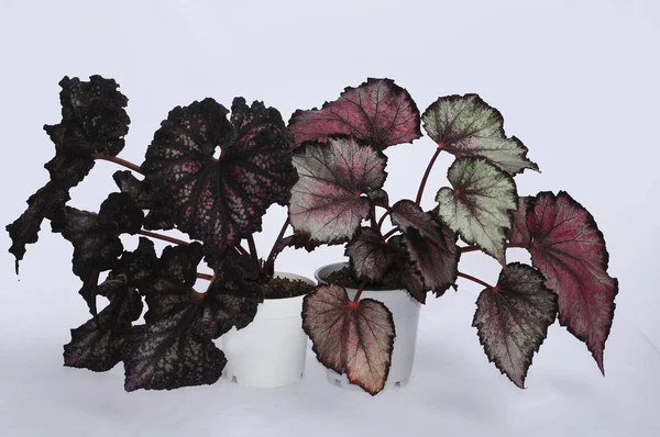 Begonia rex on a white background — Stock Photo, Image