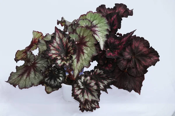 Begonia rex on a white background — Stock Photo, Image