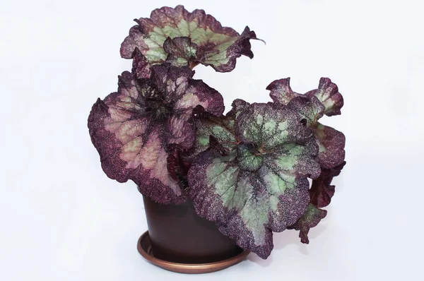 Fotos de Begonia rex, Imagens de Begonia rex sem royalties | Depositphotos